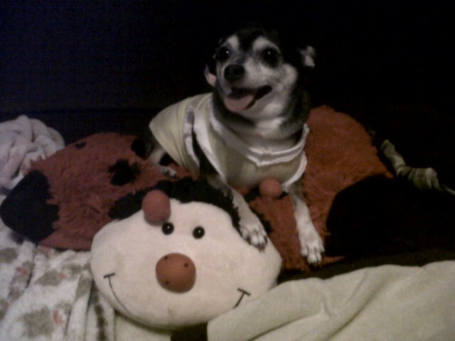 i am a proud pet parent of 3 furkids tekila and pita and Graci they are the love of my life