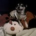 chihuahuamommy (@chihuahuamommy1) Twitter profile photo