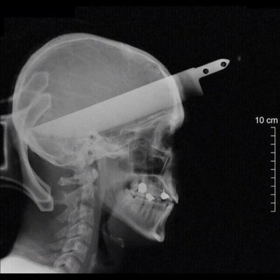 nelipothead's profile picture. everything is self-evident