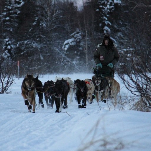 Mushing is a family tradition for Ray Redington Jr., 3rd gen Iditarod musher & Grandson of Joe Sr.  It's a profession & lifestyle the Redington family enjoys.