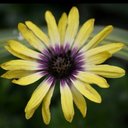 Rhonda Elder - @ElderRbe - Twitter