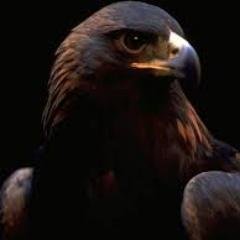 النسر الاسود Fatehmajd1 Twitter