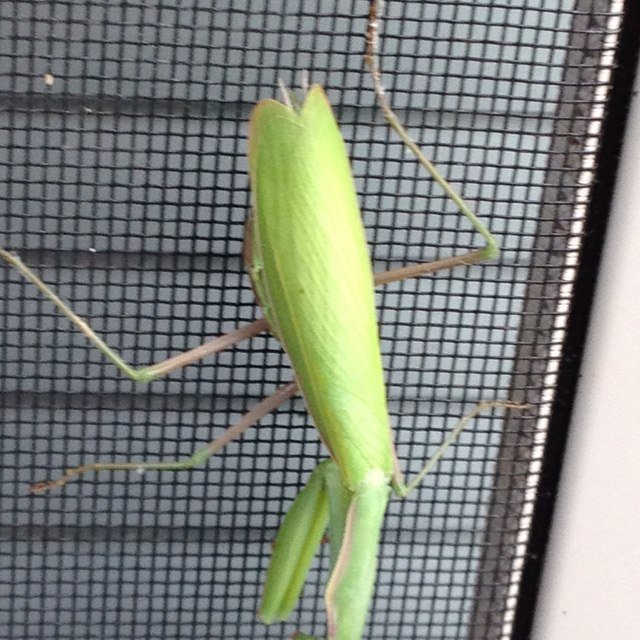 mwhitlock2401's profile picture. 