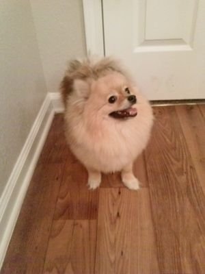 FoxyDmc's profile picture. The Cutest Member Of @DJ_Mellow_D Camp!