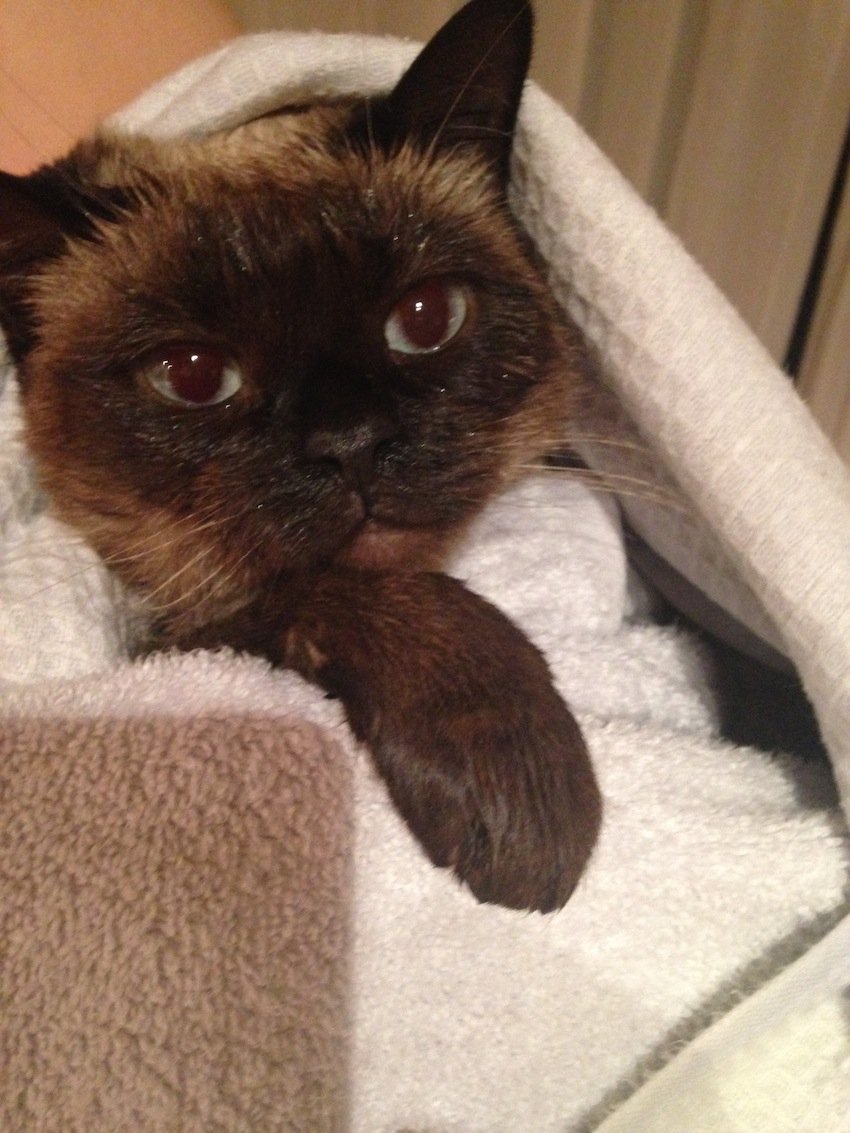 thelifeofmuffin's profile picture. Being muffin is enough.