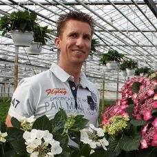 kwekerij Tim van Leeuwen kweekt topkwaliteit hortensia's en poinsettia's in grote potmaten!