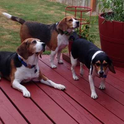 Three spoiled hounds, Hildee, Duke and Abigail... We all rule the house and weekends with snuggles, dog park treks, treats, mischevious behavior, etc...