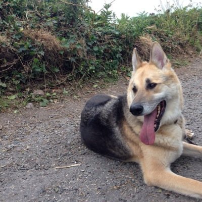 Dogs, IT, running and cycling, thats me to a t!