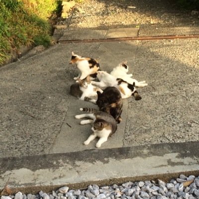 ちゃんねこさんのプロフィール画像
