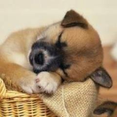 癒される動物たちをつぶやいてます。癒された方はフォロー＆RTお願いします