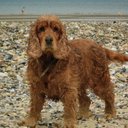 Sarah Griggs - @segriggs1965 - Twitter