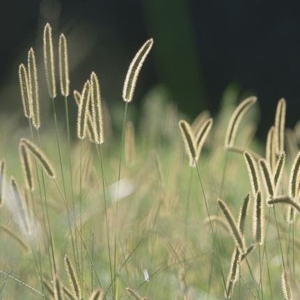 Cospotato's profile picture. 