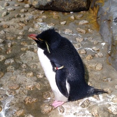 ライブに行ったり、ゲームしたりしてます。水族館好き。すでに成人済。雑多アカウント。