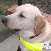 Claude the guide dog (@claudeguidedog) 's Twitter Profile