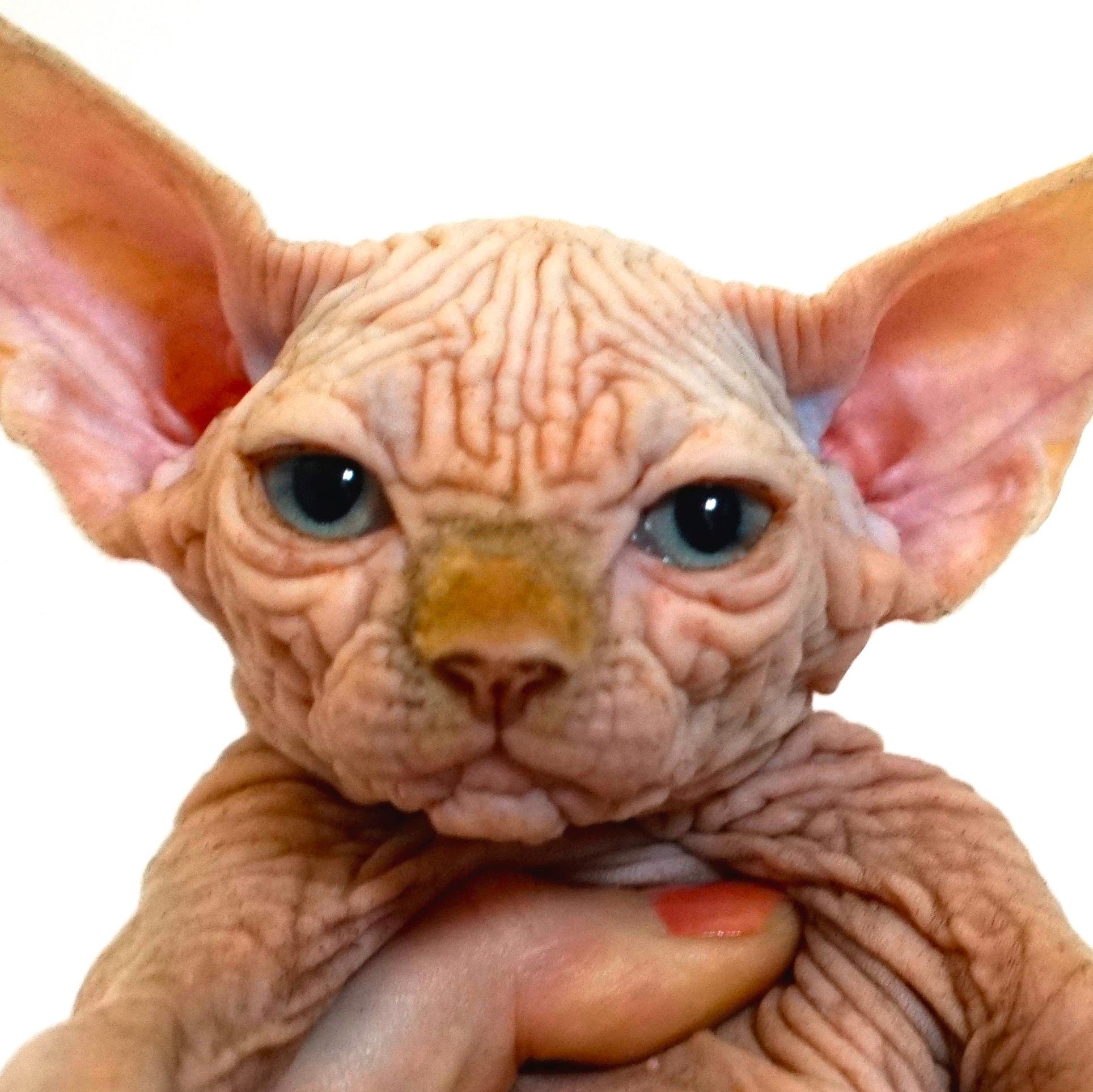 #cattery of #SPHYNX for the #show , #company and #breed