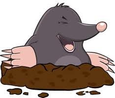 StableMoles's profile picture. Genuine Racing Info and some banter. All for free for fun