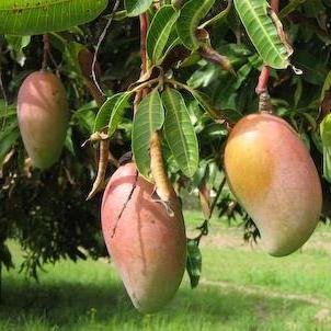 Web developer and Agriculturist