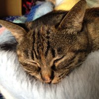 タカ (@0rf4063) 's Twitter Profile Photo