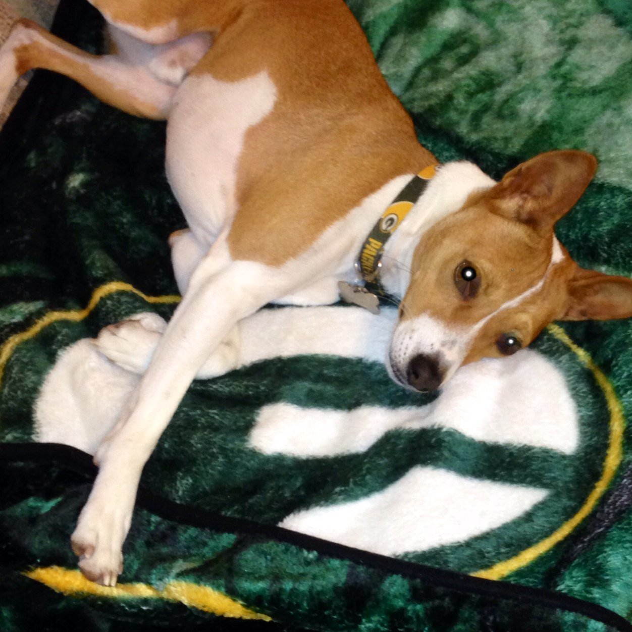 shohawk1's profile picture. 