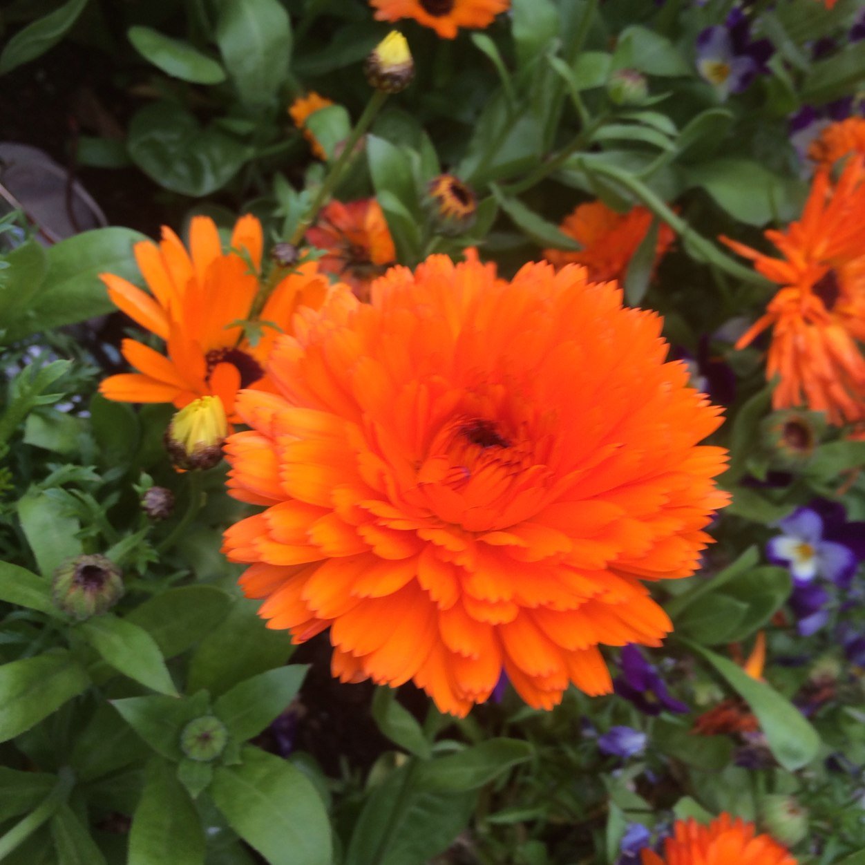 mxconfetti's profile picture. 