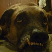 Pegaire (@pegaire) 's Twitter Profile