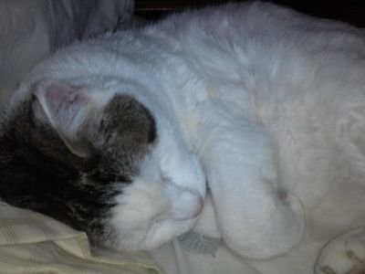 Kaym8Kay8's profile picture. Retired Paralegal. Early due to Cancer, Stage 3b, lymph nodes in pelvic area involvement. Clear of cancer since 2013! YAY! Radiation injury.