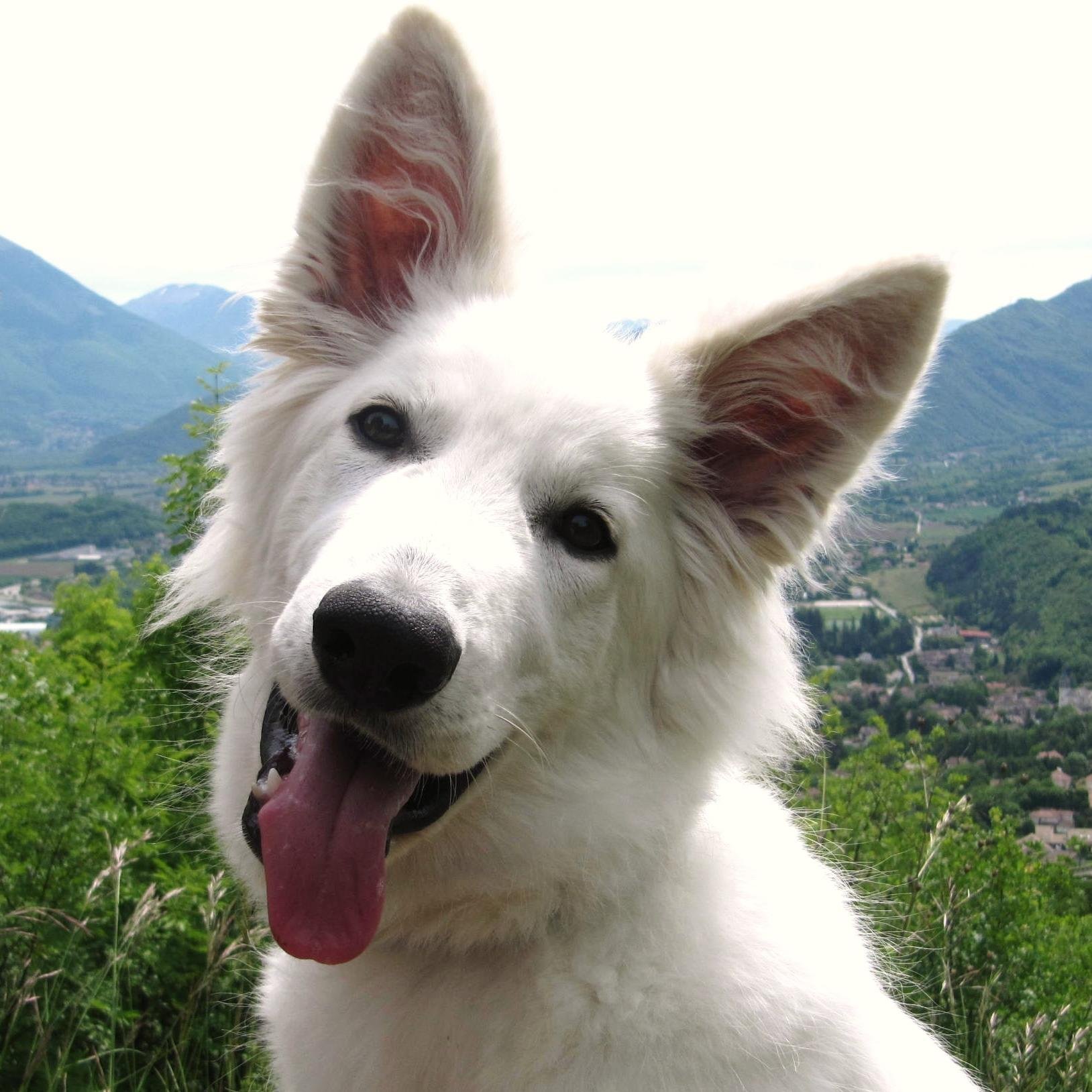 ^^ ma vie de berger blanc suisse ^^    #bergerblancsuisse