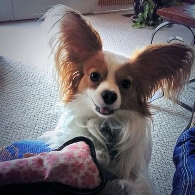 KevinsKennel's profile picture. My official rescue page! Foster dogs and kitties available through Skiatook Paws and Claws Animal Rescue.