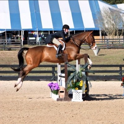 Reminding the equestrian world the do's and do not's at the A shows, one tweet at a time. XO