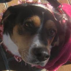 #supermodel #fashion #womansbestfriend WOOF!!!
