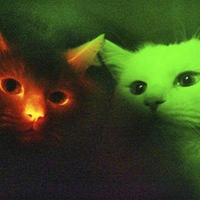 Lone: Shekit, Single. Looks like the kit on the left. Pure evil and confused. Silver: Shekit, Single. Looks like the kit on the right. Sad and scared. #Sisters