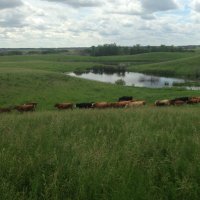 Travis Libke (@libkeranch) 's Twitter Profile