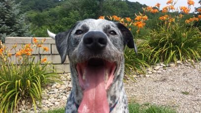 Turbo is my loving and energetic 4 year old Catahoula dog. He is about to start radiation treatments for his cancer and needs your help to kick cancers butt!