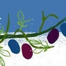 LaHave Orchards is offering people the opportunity to share in the production of Haskap berries by owning your own haskap berry orchard.