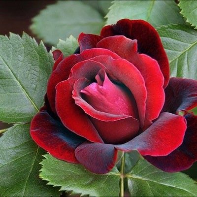 gardener, political follower