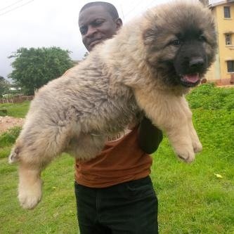 Dogs Breeder