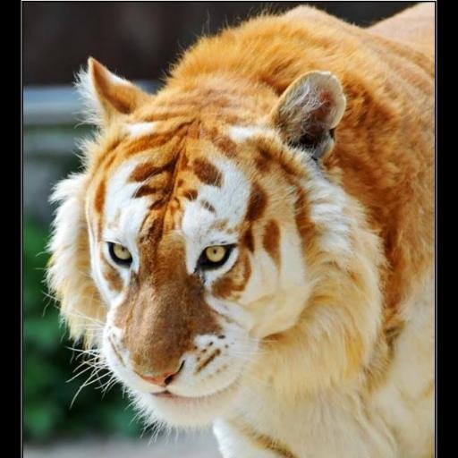 Un Tigre agradecido... Campeón 2017 ⭐⭐⭐⭐⭐🌟⭐