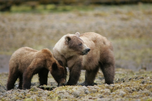 Join us for a cruise to the famous Khutzeymateen, a grizzly bear sanctuary.  Take the opportunity to see these legendary giants in their natural environment.