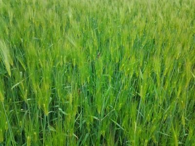 nothingbutno's profile picture. 대한민국 국민은 누구나 자유를 누리고, 행복을 추구할 권리가 있다.