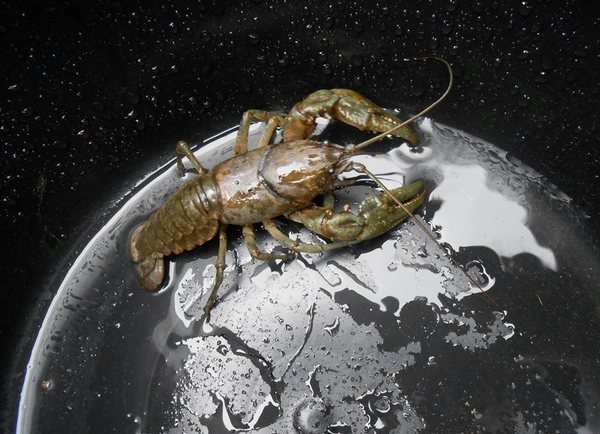 AsCarlh's profile picture. Я очень ленив.