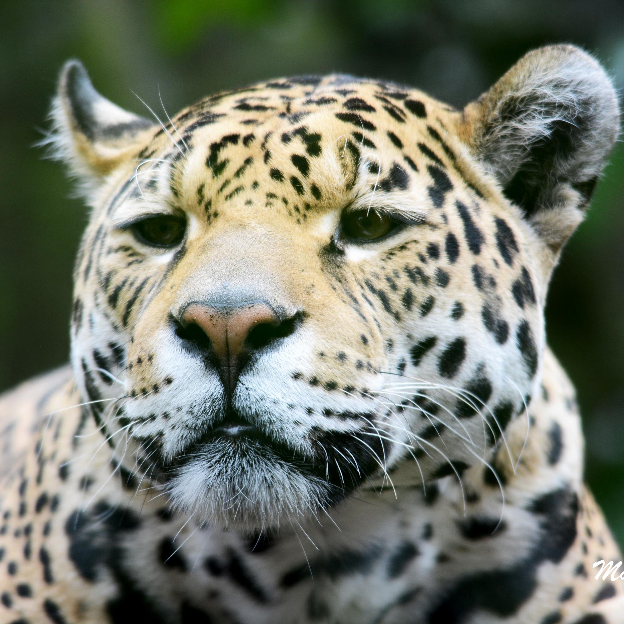 photosmb's profile picture. Mark Blackledge Photography - Follow me as i learn all areas of photography - Pictures not to be used without permission