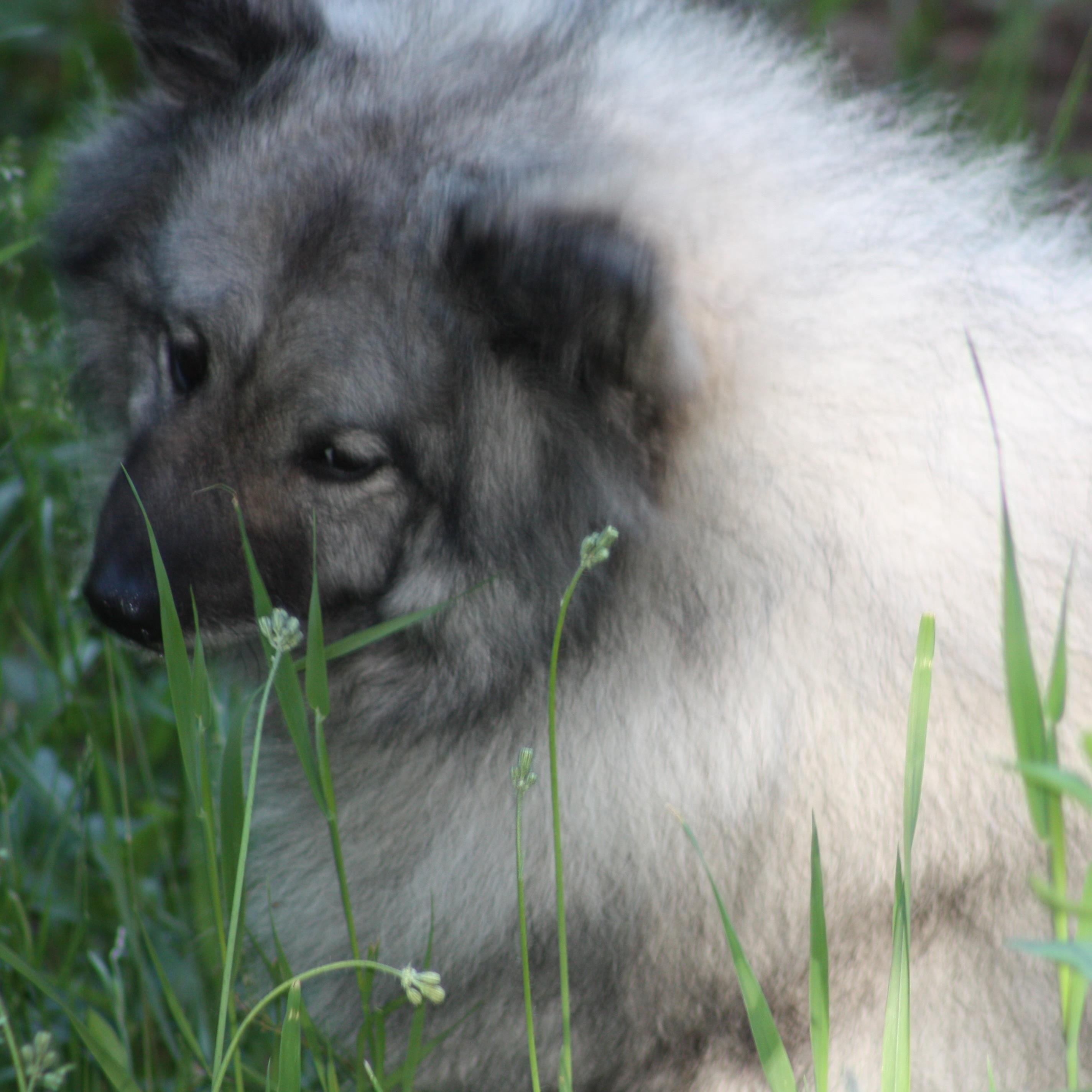 Keeshond lover. adopted Gracie, 1 of 60 NY 101 puppymill survivors. Fighting the fight to save the remaining 40+ dogs still in Marjories Kennel, #freethekees