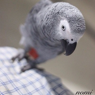 crazy Parrot Lover