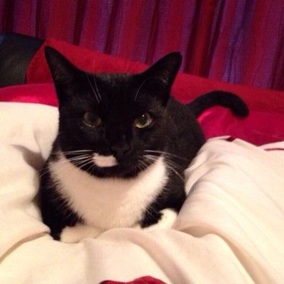 The world according to Smudge.

I follow other ani-pals.
