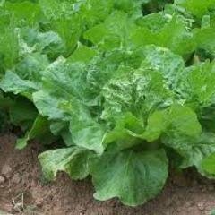 Organic gardening to first feed your family, then the community and finally those in the entire world who seek a more healthy lifestyle.
