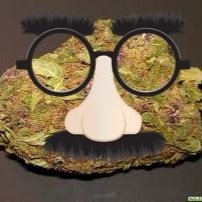 I'm dank. I'm fresh. I talk.