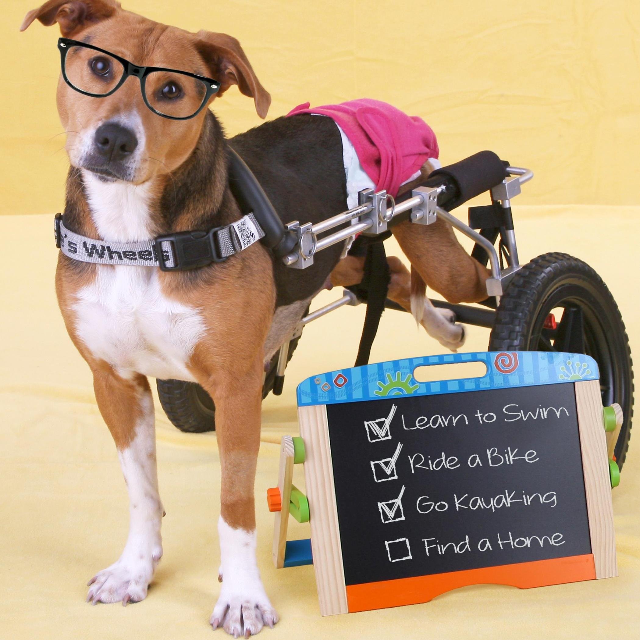 PawPrintMag's profile picture. PawPrints Magazine is a monthly publication dedicated to saving the lives of homeless animals by promoting adoption.