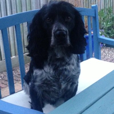 I'm a bouncy cocker spaniel....and I loves hummus