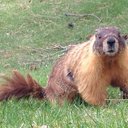 Terry Mackay - @tbmackay - Twitter