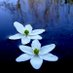 Marie Johnston (@waterlily_21) Twitter profile photo
